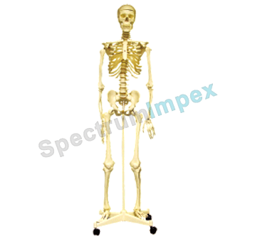 Deluxe Life size human skeleton with stand