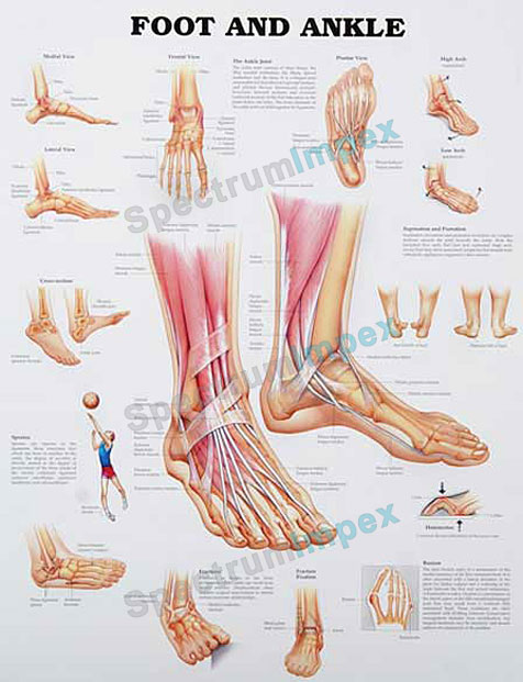 Foot And Ankle Chart