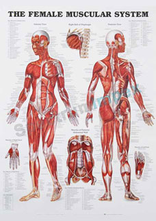 The Female Muscular System