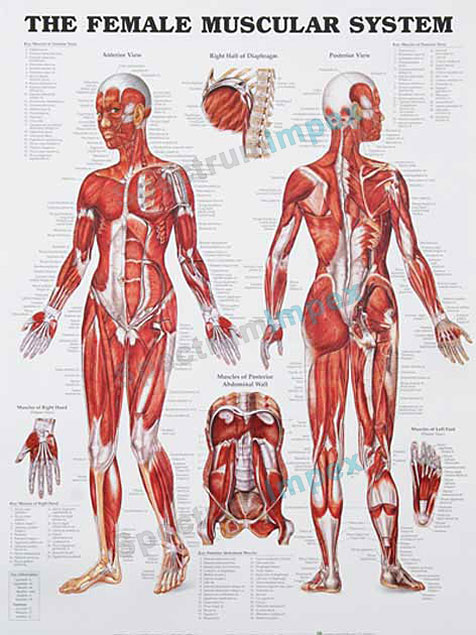 The Female Muscular System