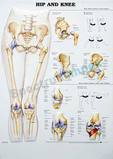 Hip And Knee Chart