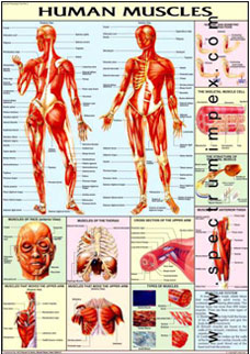 Human Physiology Charts Set of 32 Charts