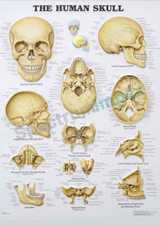 The Human Skull