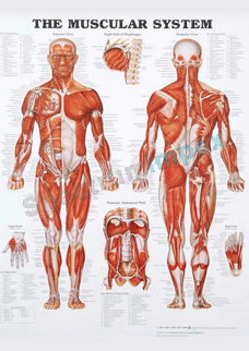 The Muscular System Chart