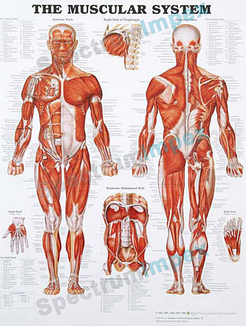 Imported Anatomical Charts