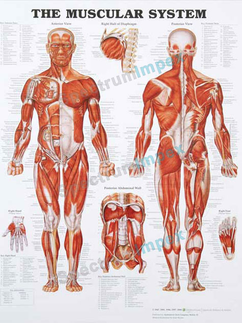 The Muscular System