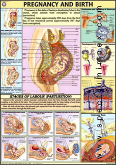 Spectrum Impex :: Human Physiology Charts 3