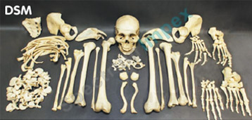 Replicas of the Original Human Disarticulated Skeleton