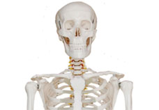 Skeleton Models