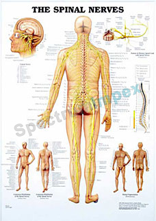 The Spinal Nerves