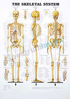  The Skeletal System
