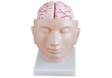 Brain With Arteries on Head