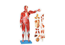 Full Size Human Body Showing Muscles & Organs (86 Cm)