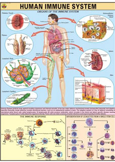 Human Immune System