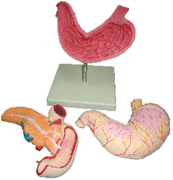 Human Stomach, Pancreas And Duodenum