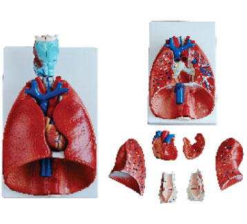 Larynx, Heart and Lungs Model