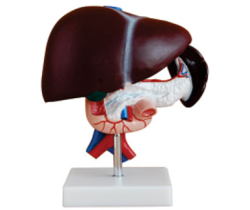 Liver, Pancreas and Duodenum Model