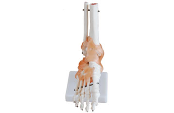 Life-Size Foot Joint with Ligaments