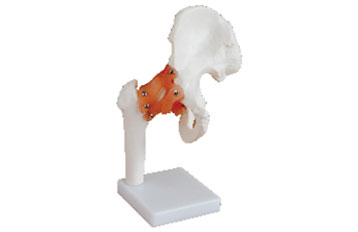 Life-Size Hip Joint with Ligaments