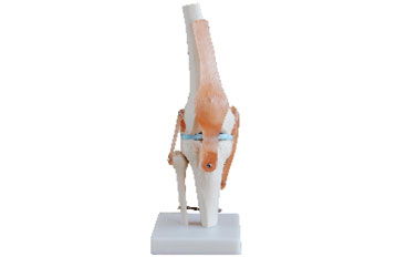 Life-Size Knee Joint with Ligaments