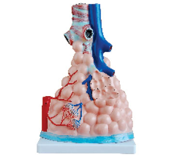 Magnified Human Pulmonary Alveoli Model