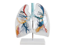 Model Of the Transparent Lung Segment