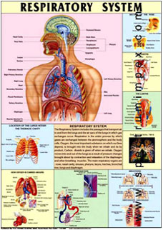Spectrum Impex :: Human Physiology Charts 2