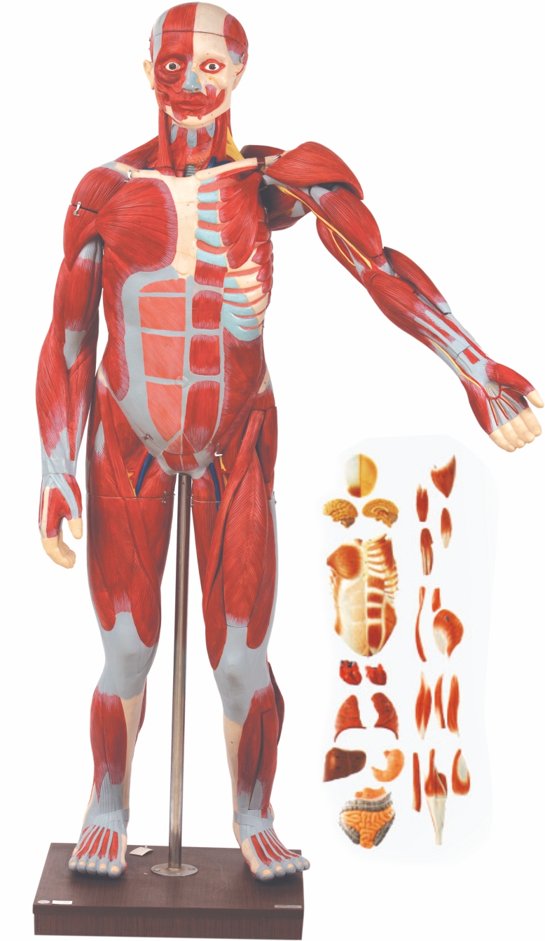 Muscles-of-Male-with-Internal-Organs-170-Cm-