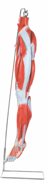 muscles-of-leg-with-main-vessels-and-nerves