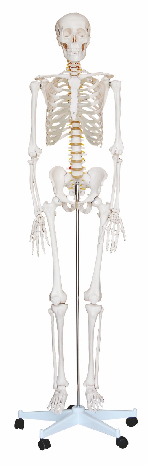 Life-Size-Human-Skeleton-180-cm-Tall-on-a-Pelvic-Mounted-Stand